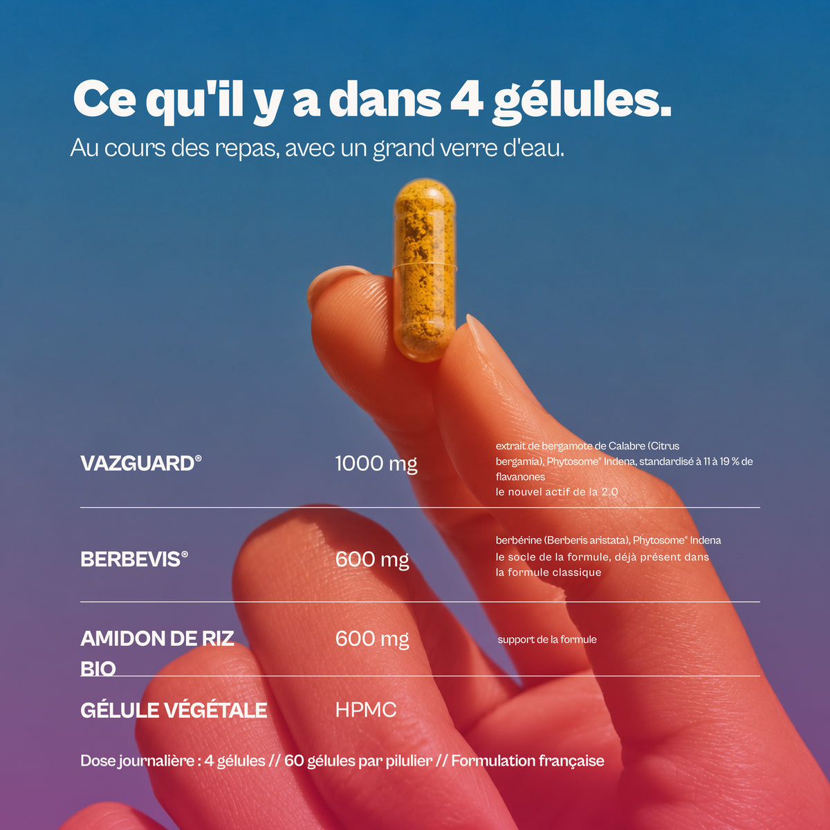 Berbine 2.0 : BERBEVIS® + VAZGUARD®