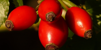 La berbérine : comment cet actif végétal soutient naturellement le métabolisme et l’équilibre du corps