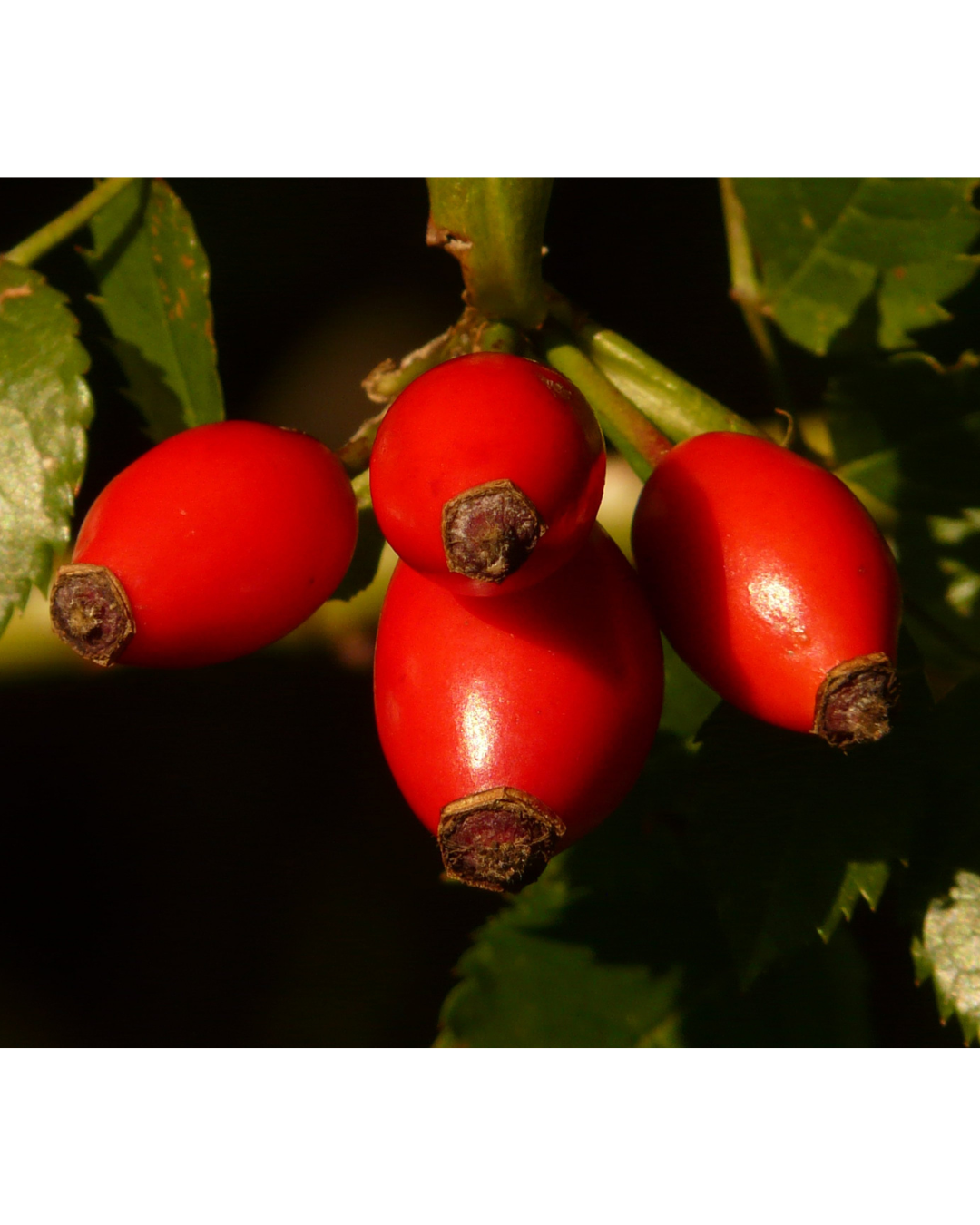 La berbérine : comment cet actif végétal soutient naturellement le métabolisme et l’équilibre du corps